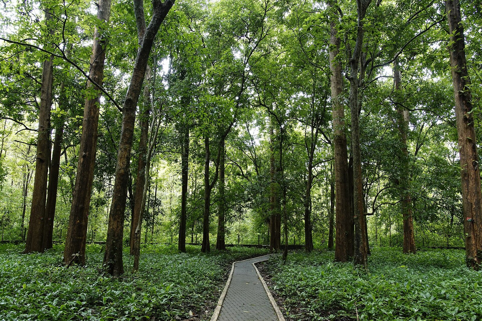 Teak plantation under management
